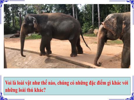 Bài giảng Tiếng Việt 3 (Kết nối tri thức) - Bài 8: Bầy voi rừng Trường Sơn